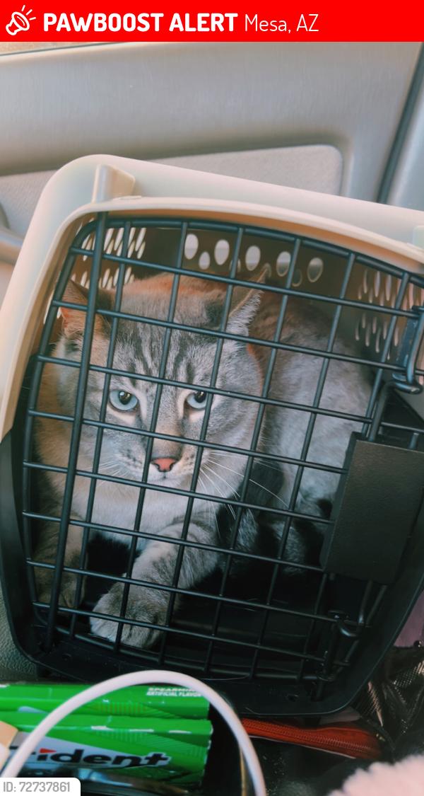 Lost Male Cat last seen University and Madison , Mesa, AZ 85201