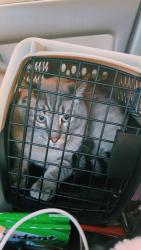 Lost Male Cat last seen University and Madison , Mesa, AZ 85201