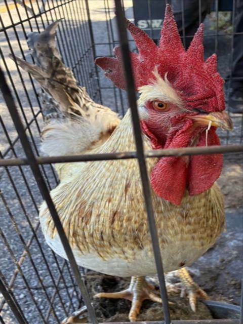Shelter Stray Male Bird last seen LEWIS RD/WHITNEY RD LEESBURG, 12280 County Rd 448, Tavares, FL 32778, USA