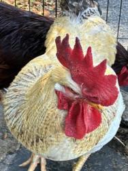 Shelter Stray Male Bird last seen LEWIS RD/WHITNEY RD LEESBURG, 12280 County Rd 448, Tavares, FL 32778, USA