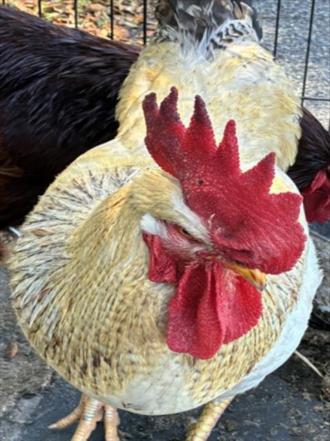 Shelter Stray Male Bird last seen LEWIS RD/WHITNEY RD LEESBURG, 12280 County Rd 448, Tavares, FL 32778, USA