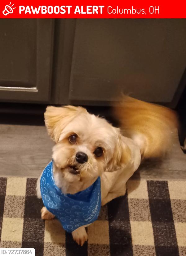 Lost Male Dog last seen Calahan rd and schryver, Columbus, OH 43207