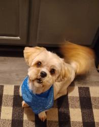 Lost Male Dog last seen Calahan rd and schryver, Columbus, OH 43207