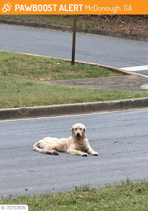 Found/Stray Female Dog last seen Oak Shores and Lake Shores, McDonough, GA 30253