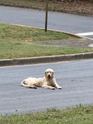 Found/Stray Female Dog last seen Oak Shores and Lake Shores, McDonough, GA 30253