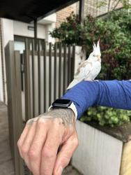 Found/Stray Unknown Bird last seen G65 94 Dalmeny Avenue , Rosebery, NSW 2018