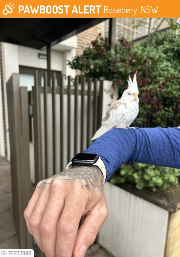 Found/Stray Unknown Bird last seen G65 94 Dalmeny Avenue , Rosebery, NSW 2018