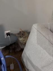 Found/Stray Unknown Cat last seen Lakeside drive , Sneads Ferry, NC 28460