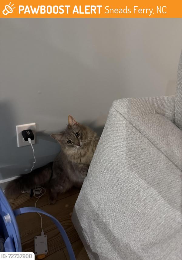 Found/Stray Unknown Cat last seen Lakeside drive , Sneads Ferry, NC 28460