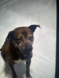 Lost Male Dog last seen kittydale, Parkland Estates, TX 77396