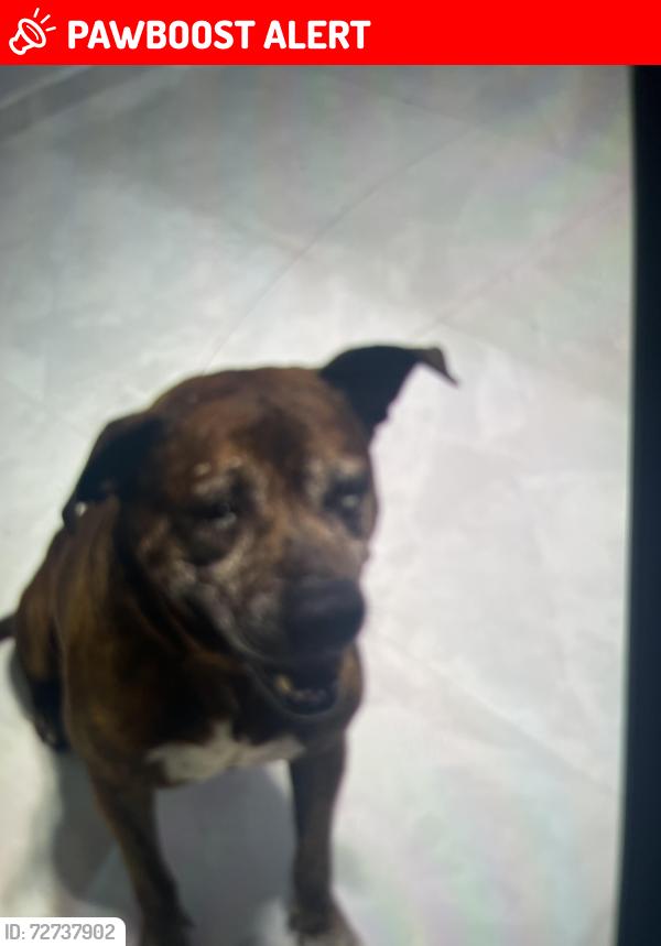 Lost Male Dog last seen kittydale, Parkland Estates, TX 77396