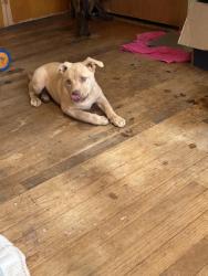 Lost Female Dog last seen Hwy 110 iron bridge rd, Cowpens, SC 29330