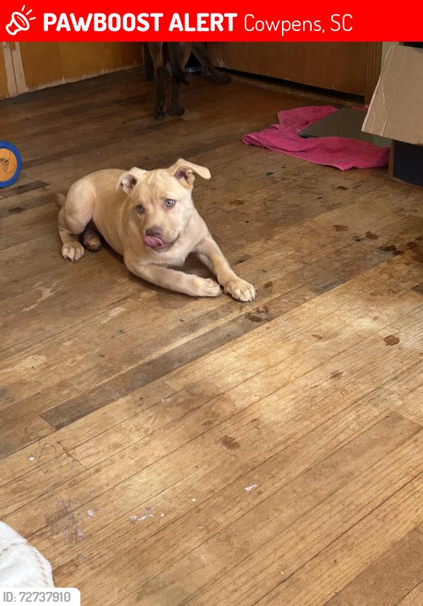 Lost Female Dog last seen Hwy 110 iron bridge rd, Cowpens, SC 29330