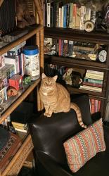 Lost Male Cat last seen Arlington and Wilson, Independence, MO 64053