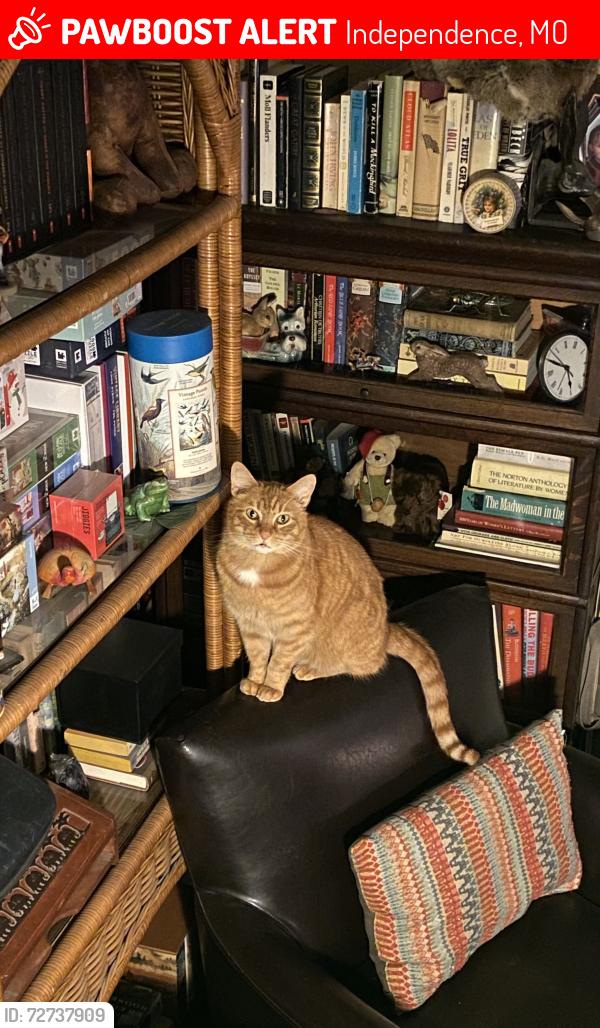 Lost Male Cat last seen Arlington and Wilson, Independence, MO 64053