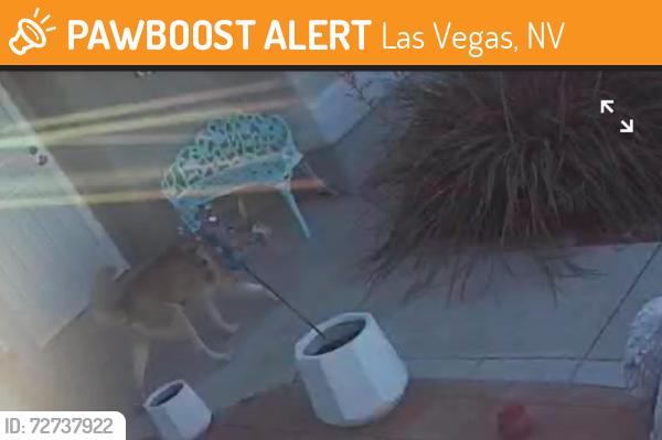 Found/Stray Unknown Dog last seen Clearwood Ave and Knotty Pine, Las Vegas, NV 89123