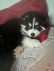 Lost Male Dog last seen Near mt Zion Cir morrow ga , Morrow, GA 30260