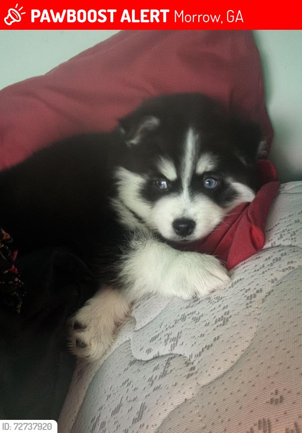 Lost Male Dog last seen Near mt Zion Cir morrow ga , Morrow, GA 30260