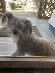 Found/Stray Male Dog last seen Spencer Jones Road and NE. 52nd St., Spencer, OK 73084
