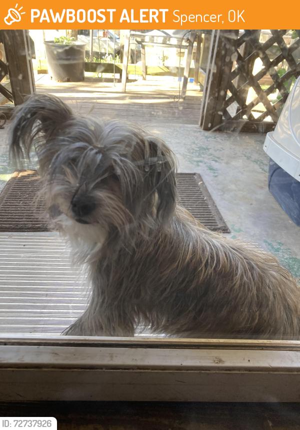 Found/Stray Male Dog last seen Spencer Jones Road and NE. 52nd St., Spencer, OK 73084