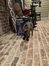 Found/Stray Unknown Cat last seen Near lantern hill dr, Dacula, GA 30019