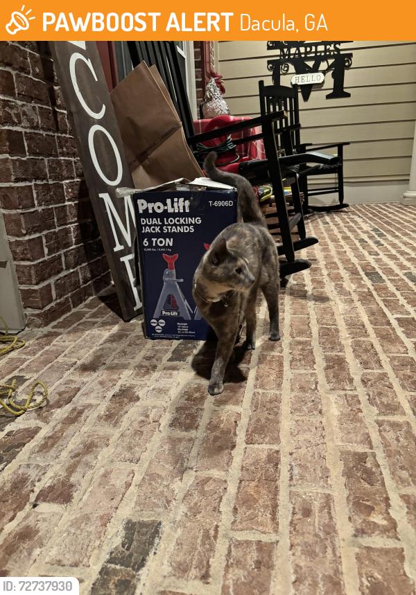 Found/Stray Unknown Cat last seen Near lantern hill dr, Dacula, GA 30019