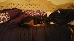 Lost Female Dog last seen High school, Jefferson County, GA 30434