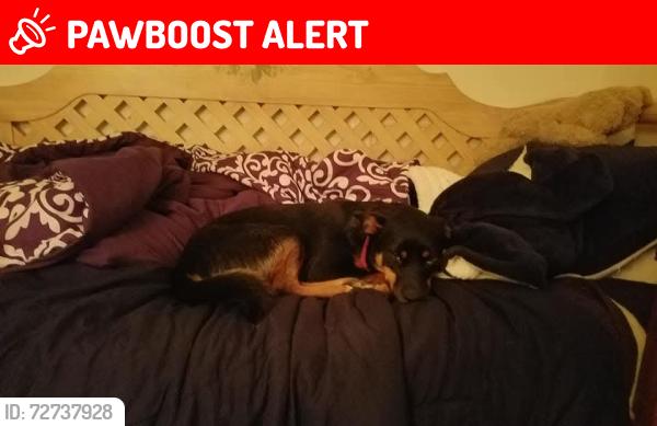 Lost Female Dog last seen High school, Jefferson County, GA 30434