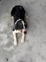 Found/Stray Female Dog last seen South side elementary , Cleveland, TX 77327