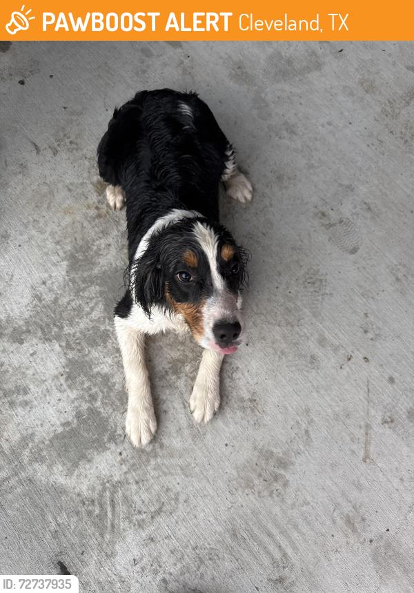Found/Stray Female Dog last seen South side elementary , Cleveland, TX 77327