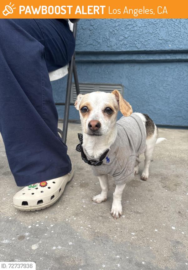 Found/Stray Male Dog last seen Near freeway Wilmington , Los Angeles, CA 90744