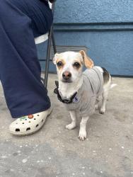 Found/Stray Male Dog last seen Near freeway Wilmington , Los Angeles, CA 90744