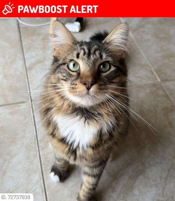 Lost Male Cat last seen Baytomac Farms Lane in Piscataway Hills , Fort Washington, MD 20744