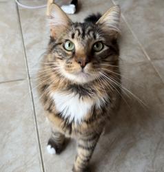 Lost Male Cat last seen Baytomac Farms Lane in Piscataway Hills , Fort Washington, MD 20744