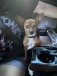 Lost Male Dog last seen 2nd st & n market st wilm de, Wilmington, DE 19802