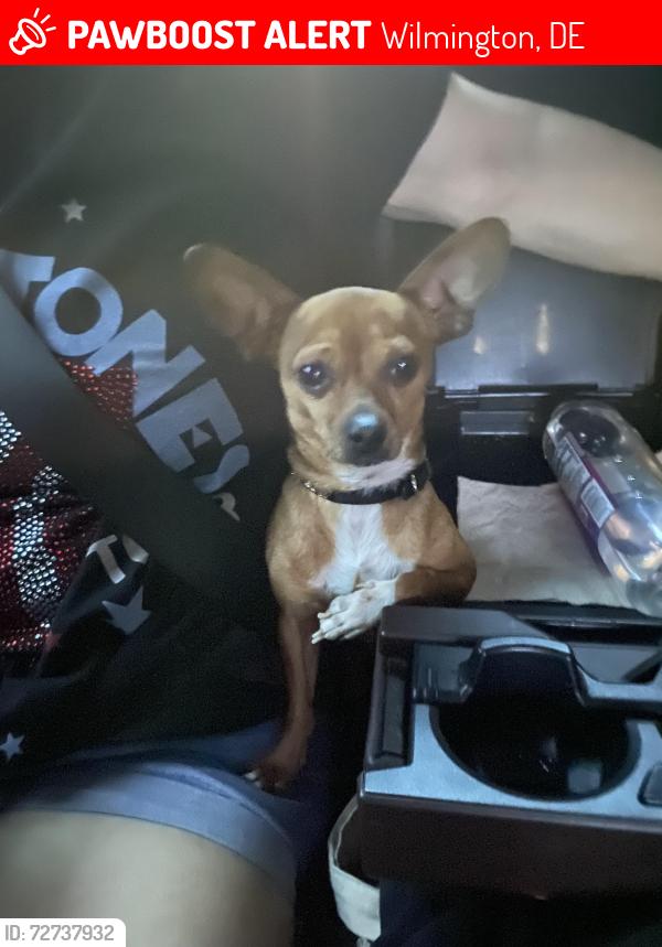 Lost Male Dog last seen 2nd st & n market st wilm de, Wilmington, DE 19802