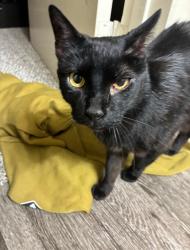 Found/Stray Female Cat last seen Pennsylvania Street and 20th building 1 near Las Delicias, Denver, CO 80203