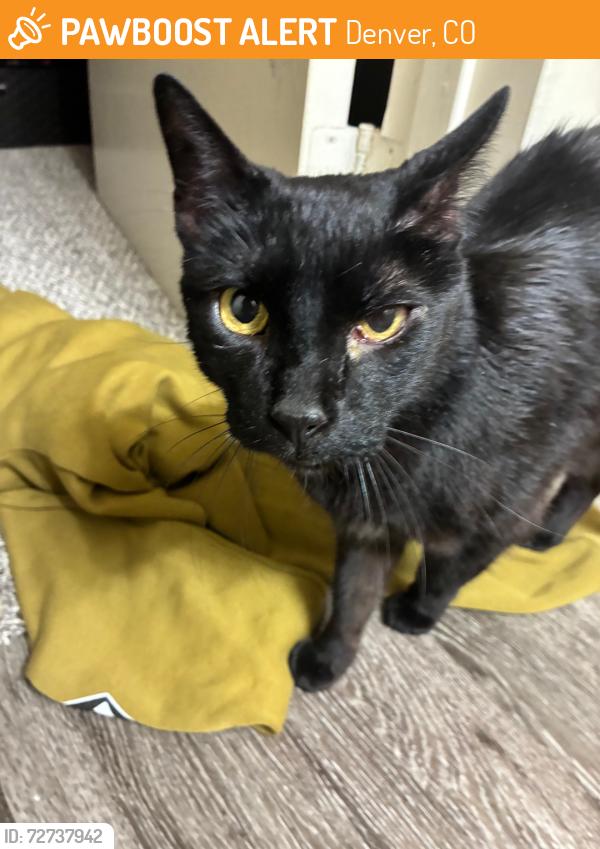 Found/Stray Female Cat last seen Pennsylvania Street and 20th building 1 near Las Delicias, Denver, CO 80203