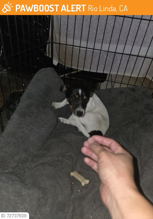 Found/Stray Female Dog last seen Marysville Blvd between U and Q Street , Rio Linda, CA 95673