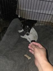 Found/Stray Female Dog last seen Marysville Blvd between U and Q Street , Rio Linda, CA 95673