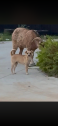 Lost Male Dog last seen Tabernacle Christian School , Powdersville, SC 29611