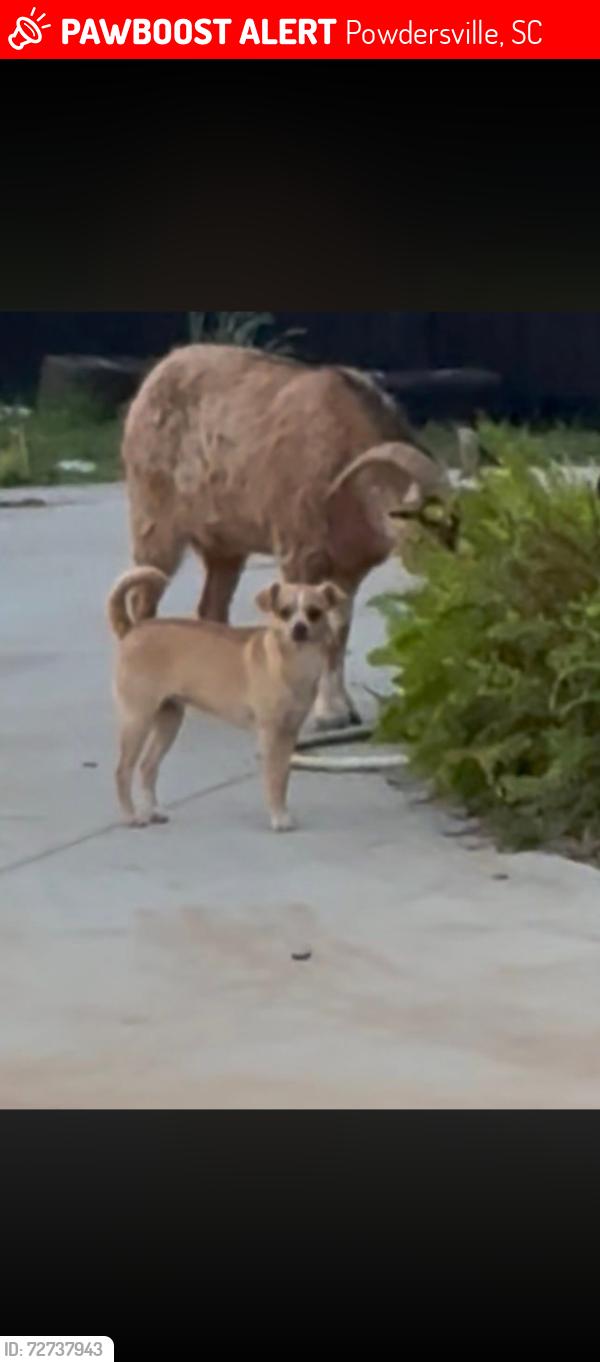 Lost Male Dog last seen Tabernacle Christian School , Powdersville, SC 29611