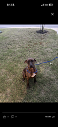 Found/Stray Female Dog last seen Evans Rd, San Antonio, TX 78266