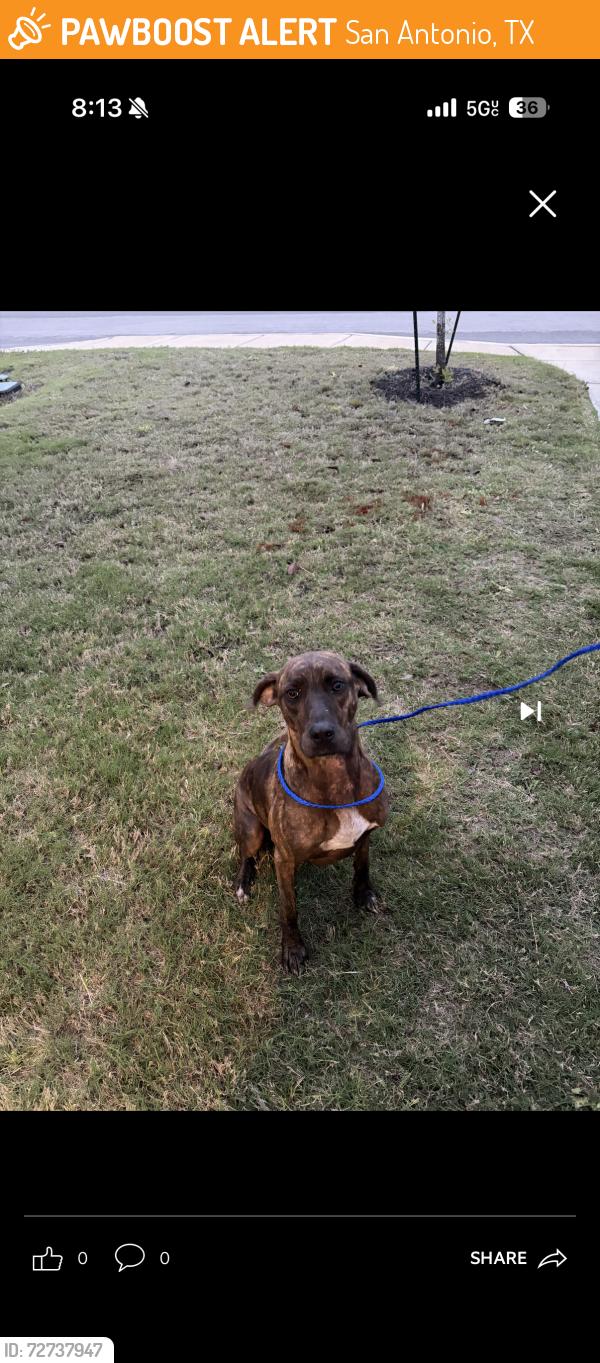 Found/Stray Female Dog last seen Evans Rd, San Antonio, TX 78266