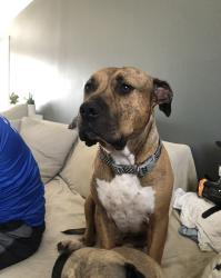 Lost Male Dog last seen Near n Perry ave, Jupiter, FL 33458