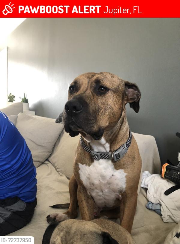 Lost Male Dog last seen Near n Perry ave, Jupiter, FL 33458