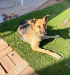 Found/Stray Male Dog last seen S priest dr and bell de mar dr , Tempe, AZ 85283
