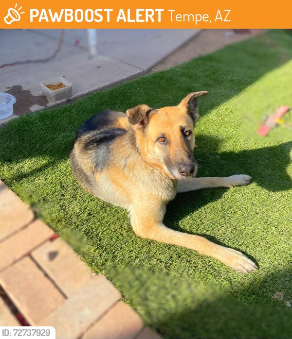 Found/Stray Male Dog last seen S priest dr and bell de mar dr , Tempe, AZ 85283