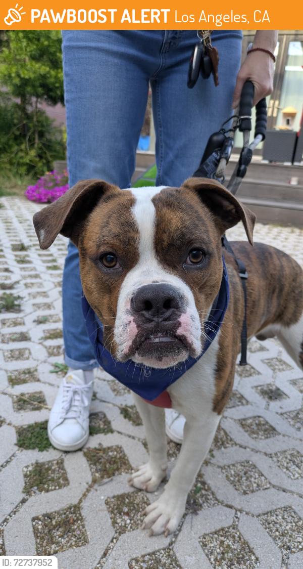 Found/Stray Male Dog last seen Running on Centinela, Los Angeles, CA 90066