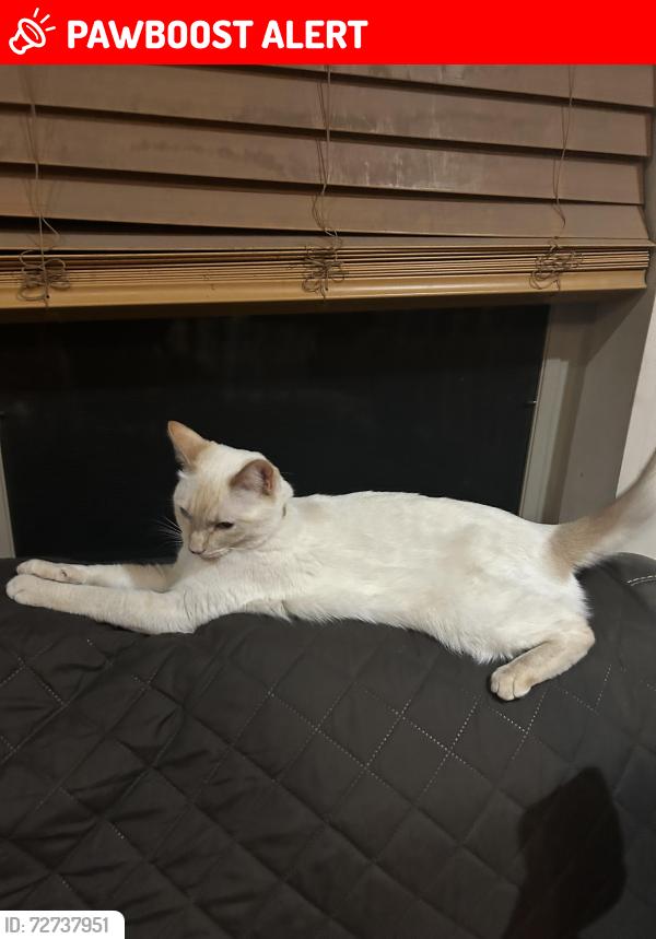 Lost Female Cat last seen Timberline, High Country Humane, Timberline-Fernwood, AZ 86004